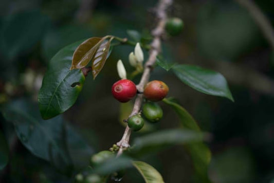 Colombia - Excelso Gran Galope - Cauca