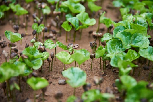 Mexico - Comon Yaj Noptic Cooperative - FTO WP