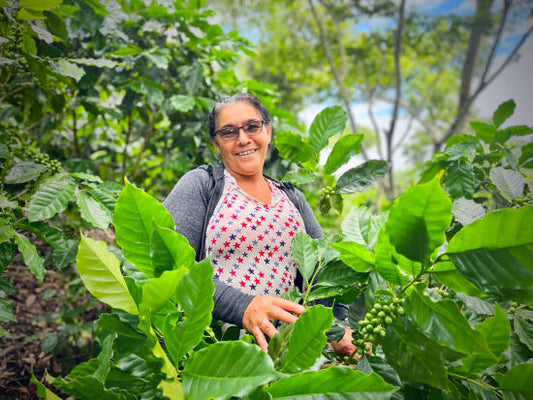 Nicaragua WP - Finca Los Positos - Jinotega