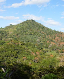 Nicaragua WP - Finca Los Positos - Jinotega