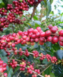 Colombia - Manos Juntas Micromill