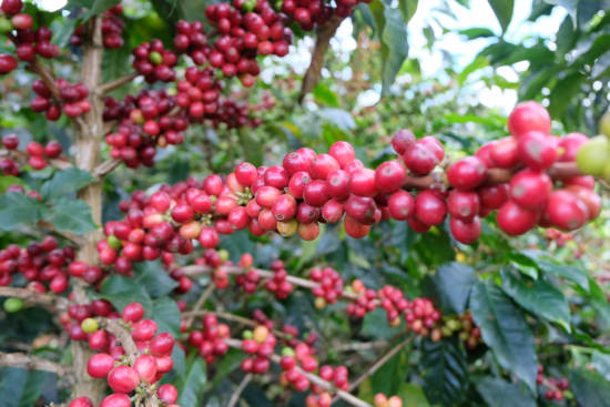 Colombia - Manos Juntas Micromill