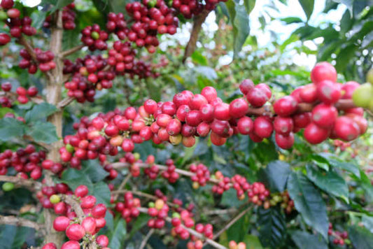Colombia - Manos Juntas Micromill