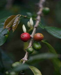 Decaffeinated - Colombia