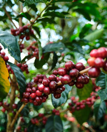 Costa Rica - Café Vida - Central Valley