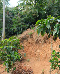 Costa Rica - Café Vida - Central Valley