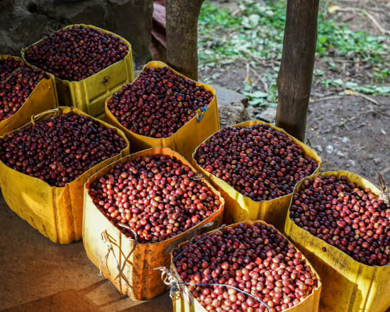 Ethiopia - Tega & Tula - Limu