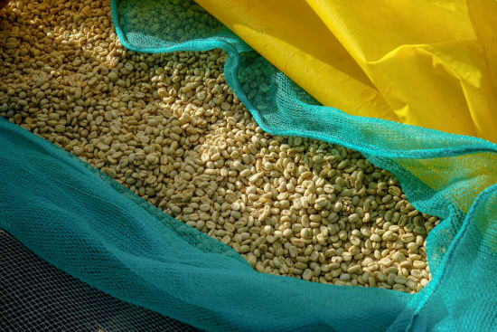Ethiopia - Tega & Tula - Limu