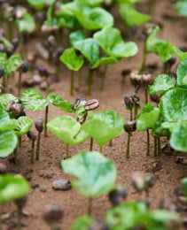 Mexico - Comon Yaj Noptic Cooperative - FTO WP