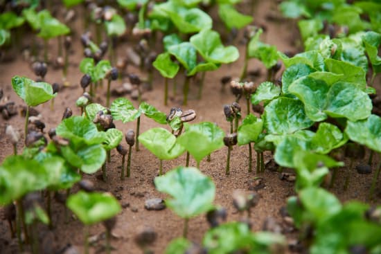 Mexico - Comon Yaj Noptic Cooperative - FTO WP