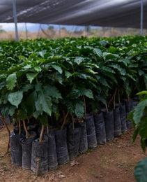 Mexico - CESMACH Cooperative - FTO WP