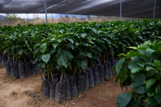 Mexico - CESMACH Cooperative - FTO WP