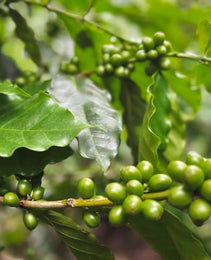 Nicaragua WP - Finca Los Positos - Jinotega