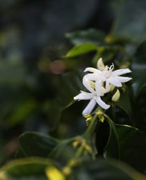 Nicaragua WP - Finca Los Positos - Jinotega