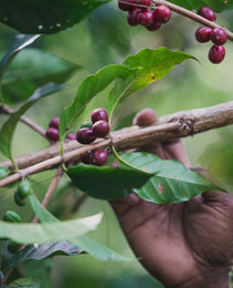 Papua New Guinea - Kindeng Mill