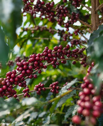 Rwanda - Kirorero Station - Buhoro - FTO Microlot