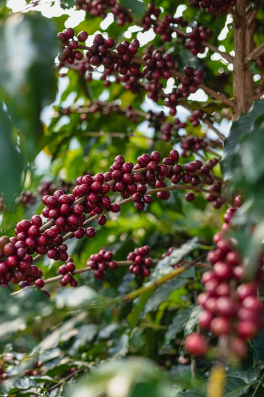Nicaragua WP - Finca Los Positos - Jinotega