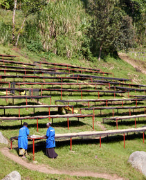 Rwanda - Kirorero Station - Buhoro - FTO Microlot