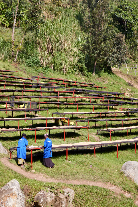 Rwanda - Kirorero Station - Buhoro - FTO Microlot