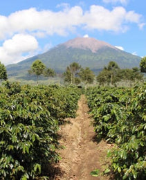 Sumatra - Kerinci - Jambi Province