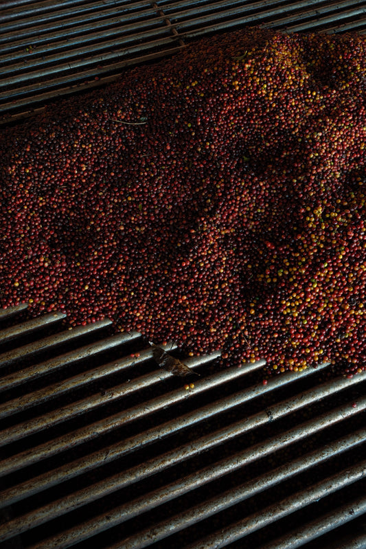 Guatemala - Finca La Soledad