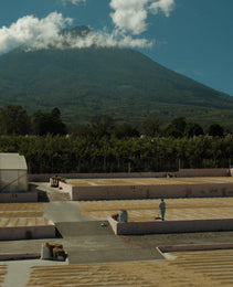 Guatemala - Finca La Soledad