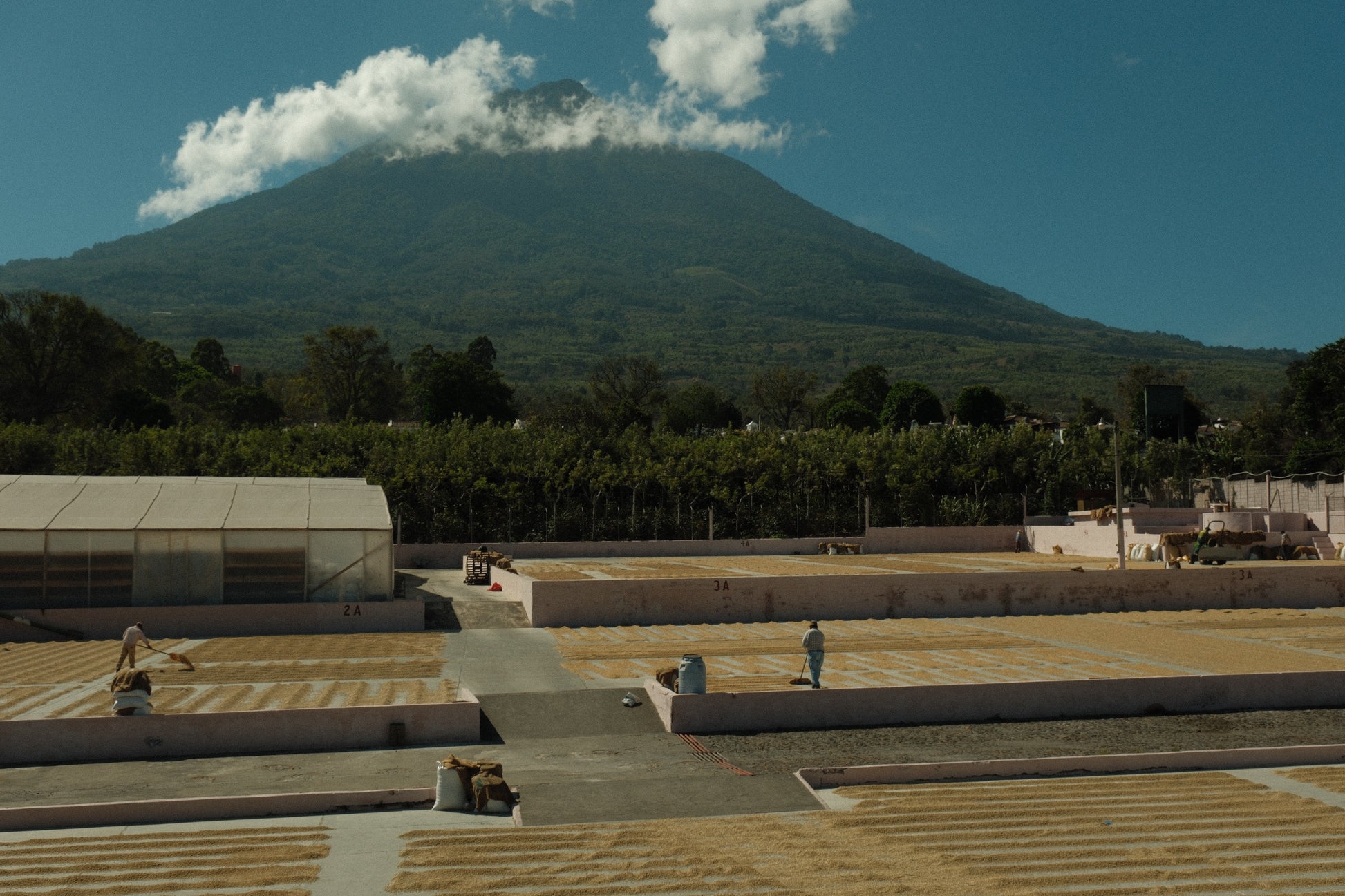 Guatemala - Finca La Soledad