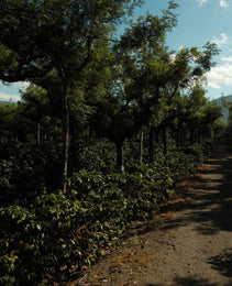 Guatemala - Finca La Soledad