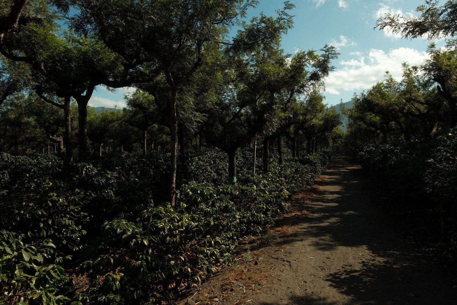 Guatemala - Finca La Soledad