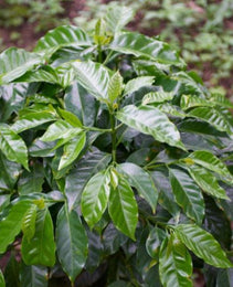 Colombia - Excelso Gran Galope - Cauca