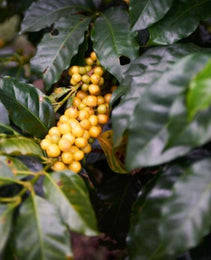 Colombia - Excelso Gran Galope - Cauca