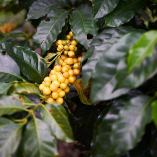 Colombia - Excelso Gran Galope - Cauca
