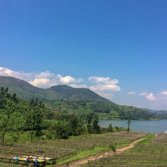 Rwanda - Kabarizi - Nyabiti - FTO Microlot