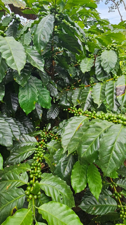 Nicaragua - Monte Sinai - Jinotega - Women Produced Natural Process